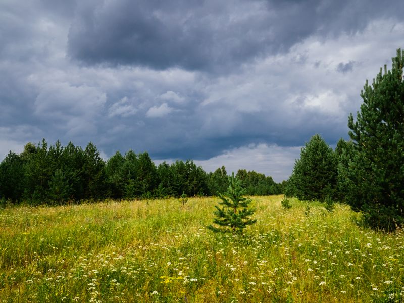 Trees Clearing in Marietta, GA